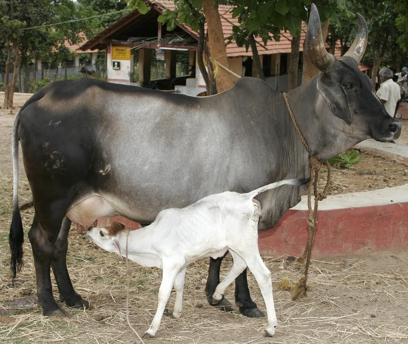 cattle_coluctrum Feeding